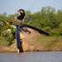 Obrien Fremont Park Series Wakeboard 2023
